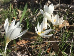 Crocus aleppicus