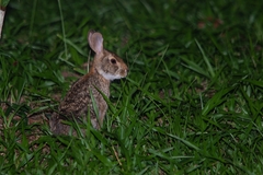 Sylvilagus brasiliensis