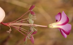 Oxalis heterophylla