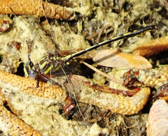 Phanogomphus diminutus