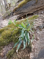 Carex platyphylla