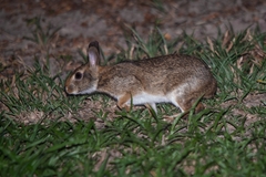 Sylvilagus brasiliensis