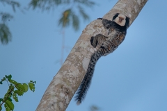 Callithrix geoffroyi