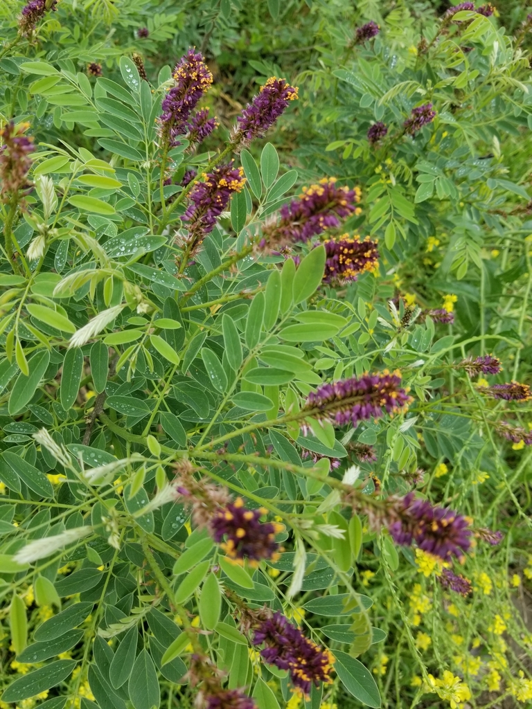 Desert False Indigo From Thrall, Tx 76578, Usa On April 16, 2021 At 11: 