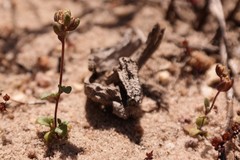 Phyllopodium viscidissimum