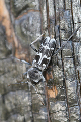 Xylotrechus albonotatus