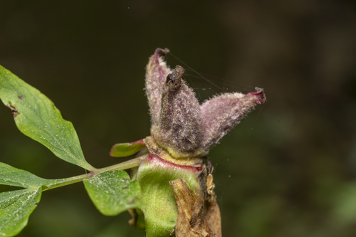 Image of Paeonia clusii by (c) Eleftherios Katsillis, some rights reserved (CC BY)