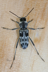 Xylotrechus albonotatus