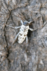 Xylotrechus albonotatus