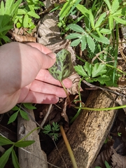 Trillium recurvatum