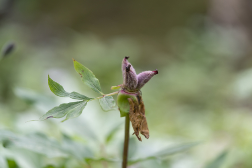 Image of Paeonia clusii by (c) Eleftherios Katsillis, some rights reserved (CC BY)