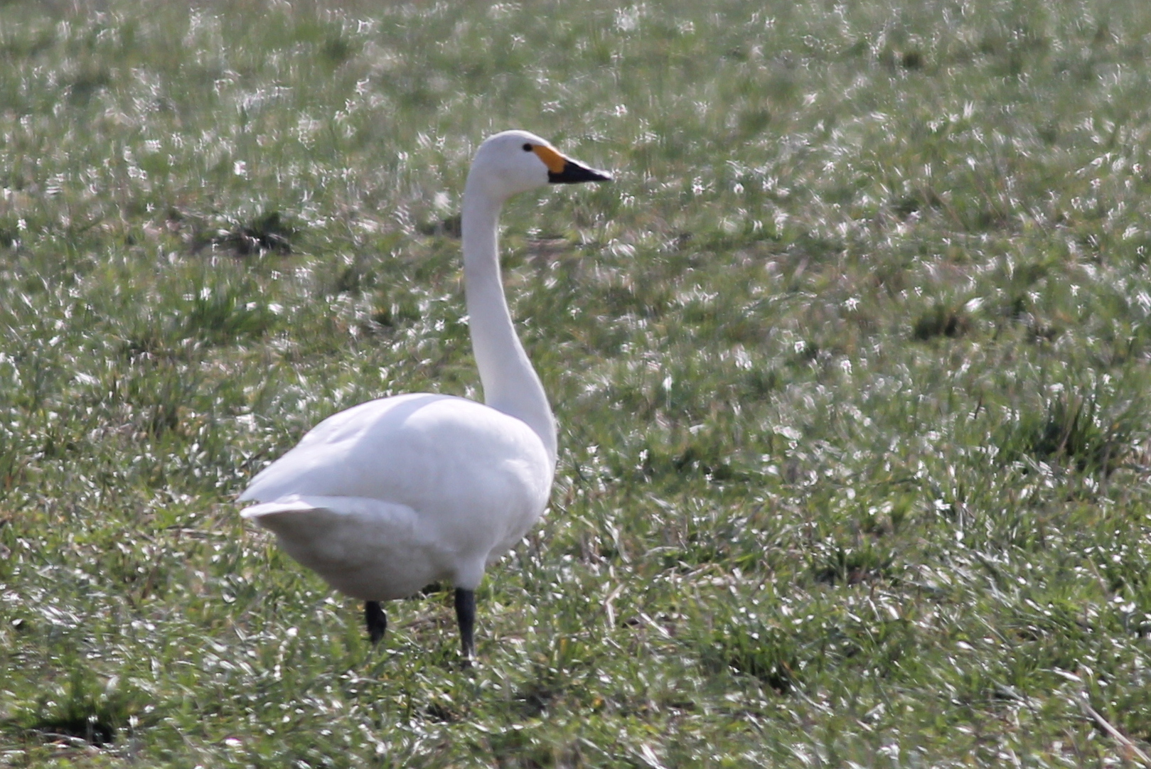 Bewick's Swan (Cygnus columbianus)