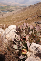 Protea recondita