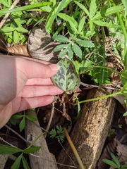 Trillium recurvatum