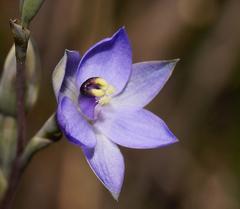 Thelymitra lucida