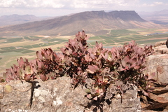 Protea recondita
