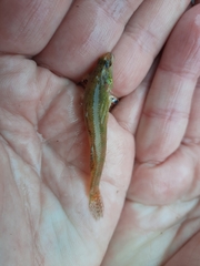 Etheostoma gracile