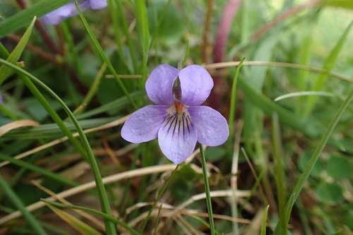 Common dog-violet (Viola riviniana)