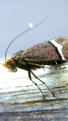 Adela purpurea