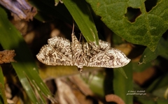 Nausinoe geometralis