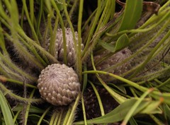 Protea scabriuscula