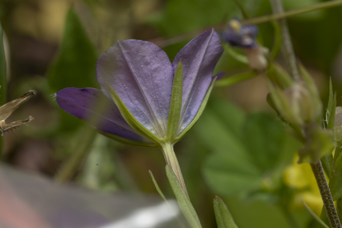 Image of Legousia pentagonia by (c) Eleftherios Katsillis, some rights reserved (CC BY)