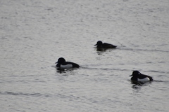 Aythya fuligula