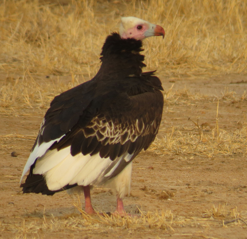 White-headed Vulture