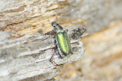 Dichelonyx backii