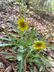 Berlandiera subacaulis