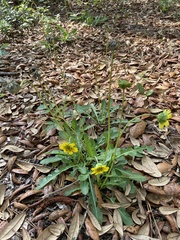 Berlandiera subacaulis