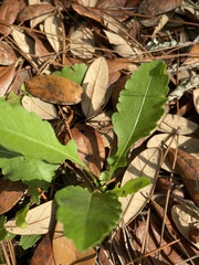 Berlandiera subacaulis