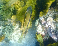 Heteroscarus acroptilus