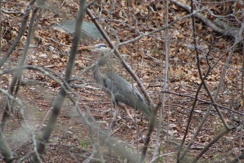 Great Blue Heron photographed in Rhode Island