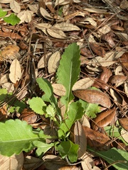 Berlandiera subacaulis