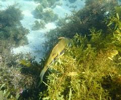 Heteroscarus acroptilus