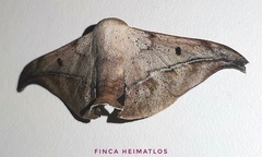 Thaelia beniensis