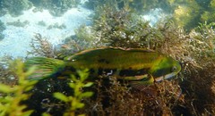 Heteroscarus acroptilus