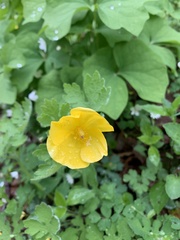 Stylophorum diphyllum