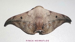 Thaelia beniensis