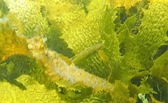 Olisthops cyanomelas