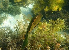 Heteroscarus acroptilus