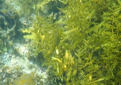 Olisthops cyanomelas