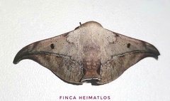 Thaelia beniensis