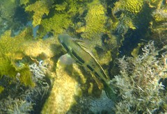 Heteroscarus acroptilus