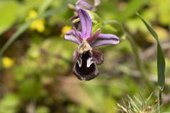 Ophrys reinholdii