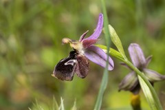 Ophrys reinholdii