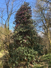 Rhododendron fortunei