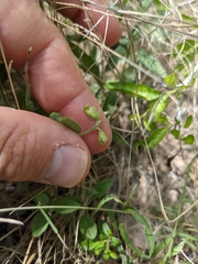 Hebecarpa ovatifolia