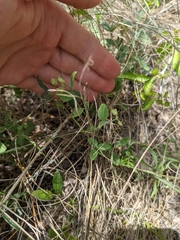 Hebecarpa ovatifolia